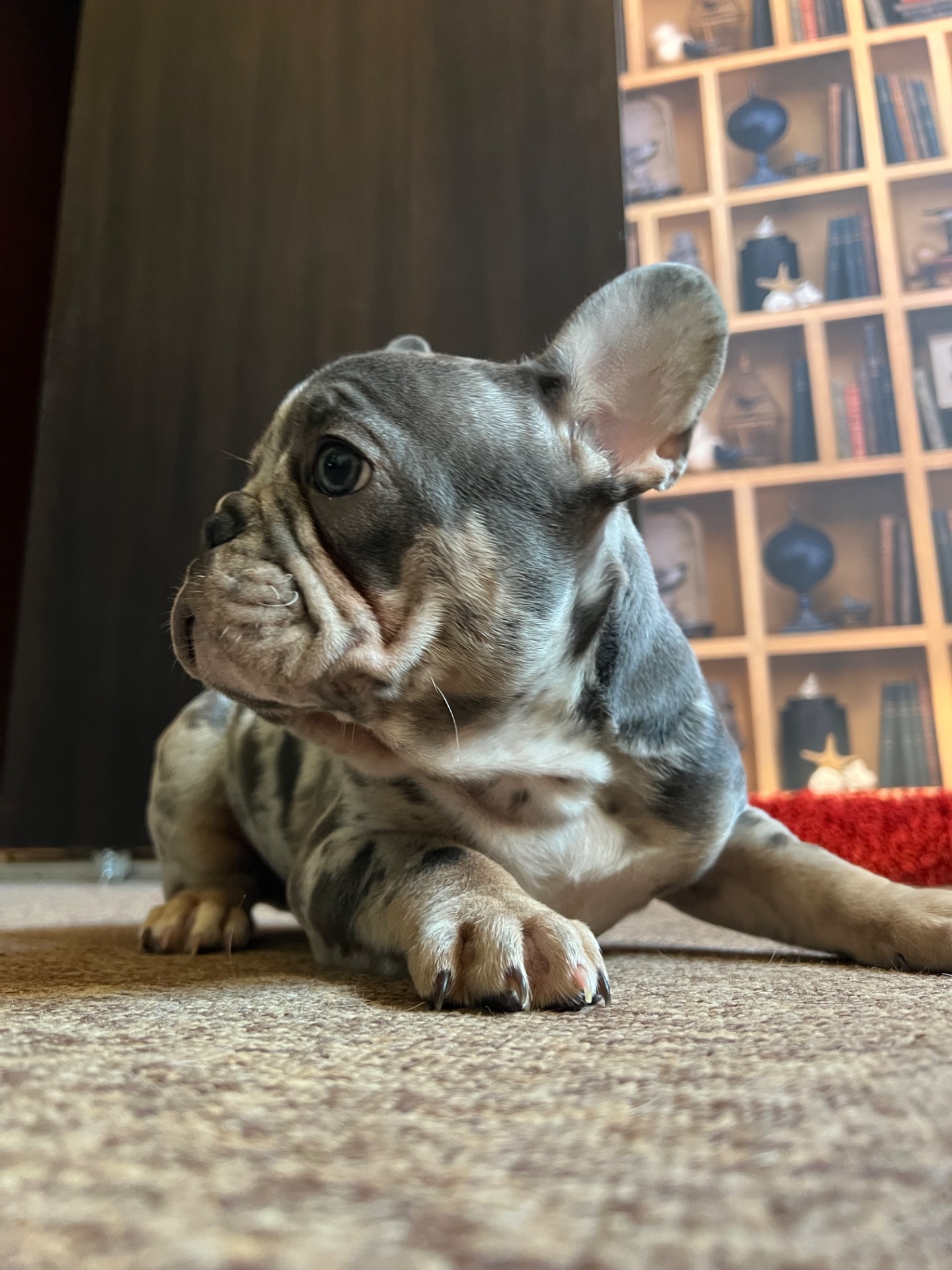 Цуценя французький бульдог хлопчик