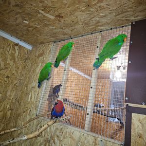 Еклектус - малята викормиші