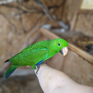 Еклектус - малята викормиші