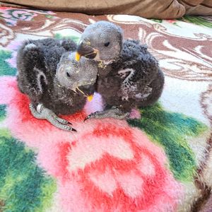 Еклектус - малята викормиші