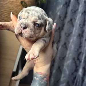 Щенки французского бульдога