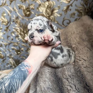 Щенки французского бульдога