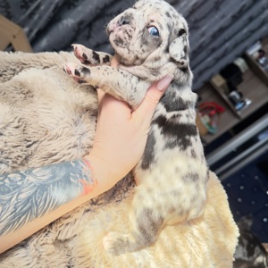 Щенки французского бульдога