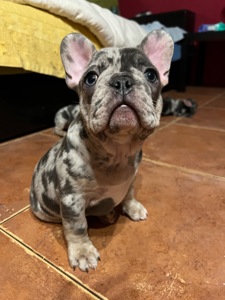 Цуценя французький бульдог хлопчик