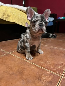 Цуценя французький бульдог хлопчик