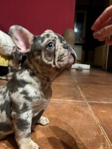 Цуценя французький бульдог хлопчик