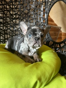 Цуценя французький бульдог дівчинка