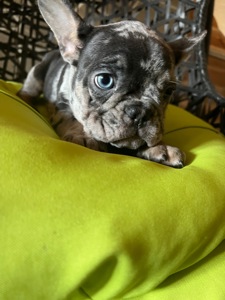 Цуценя французький бульдог дівчинка