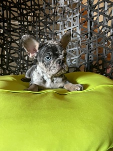 Цуценя французький бульдог дівчинка