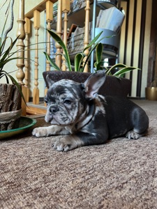 Цуценя французький бульдог дівчинка