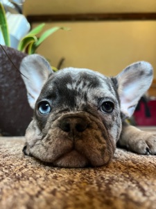 Цуценя французький бульдог дівчинка