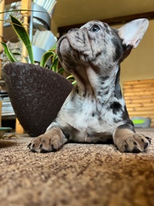 Цуценя французький бульдог дівчинка