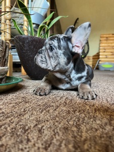 Цуценя французький бульдог дівчинка