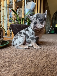 Цуценя французький бульдог хлопчик