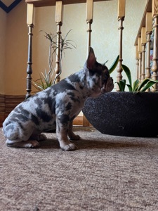 Цуценя французький бульдог хлопчик