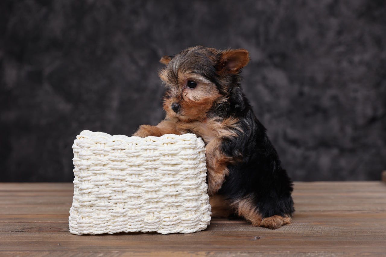 Дуже милі дітки йорки