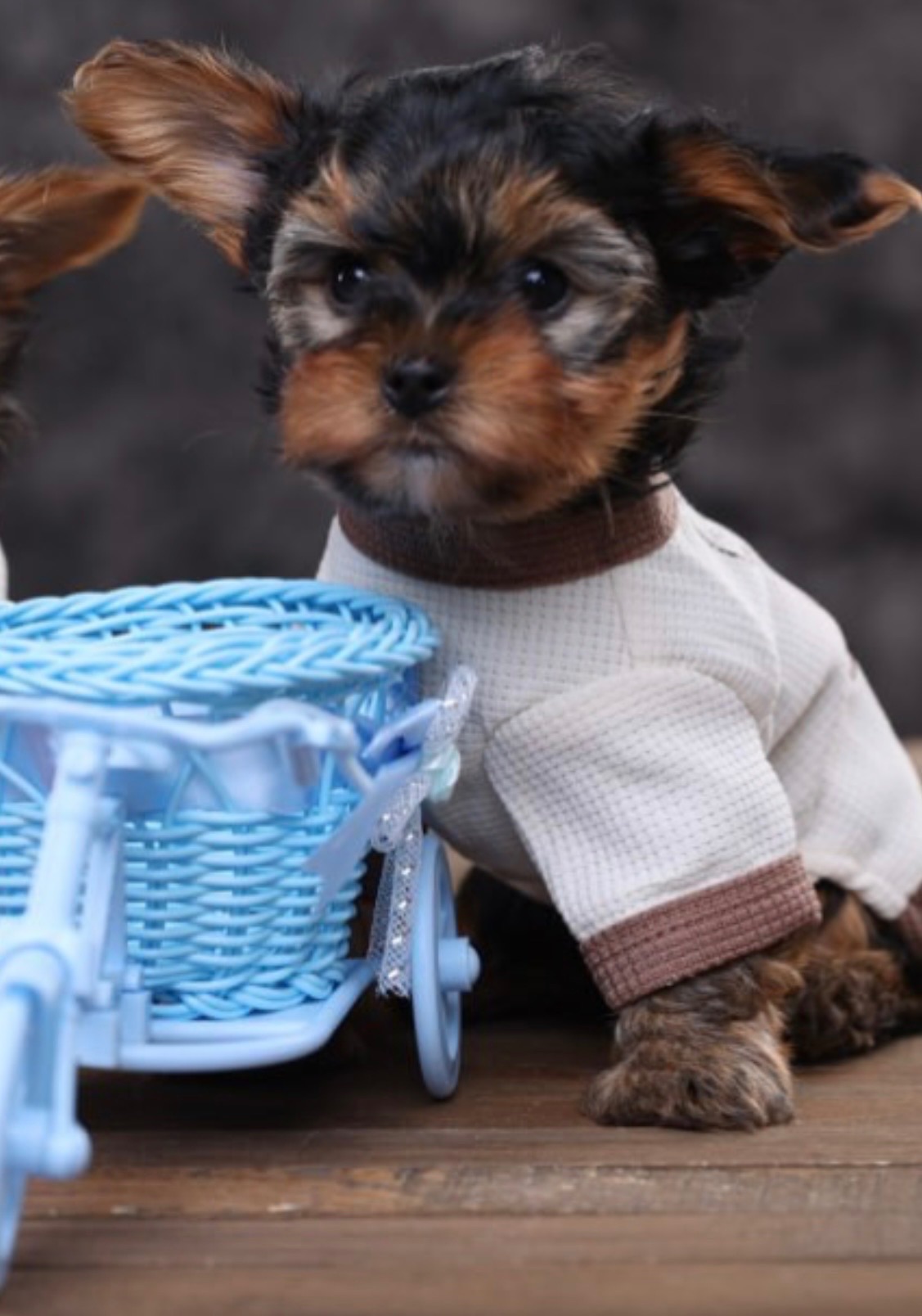 Дуже милі дітки йорки