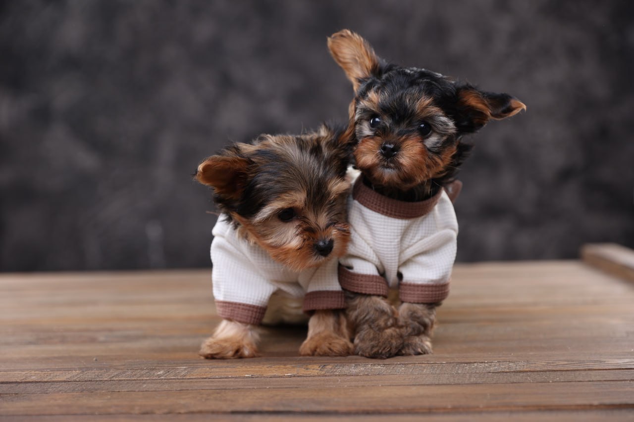 Дуже милі дітки йорки