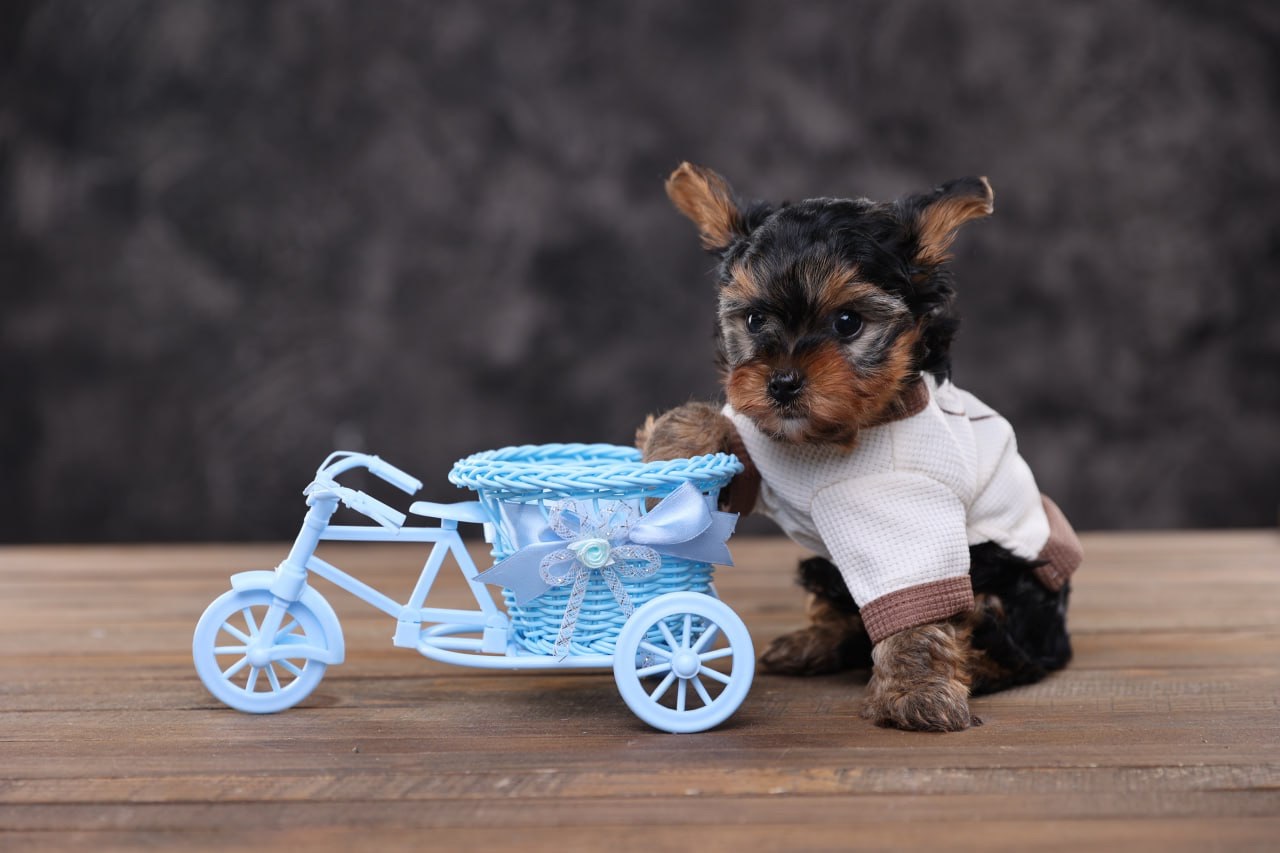 Дуже милі дітки йорки