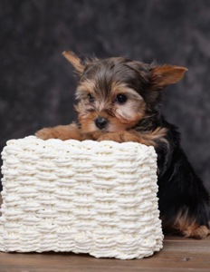 Дуже милі дітки йорки