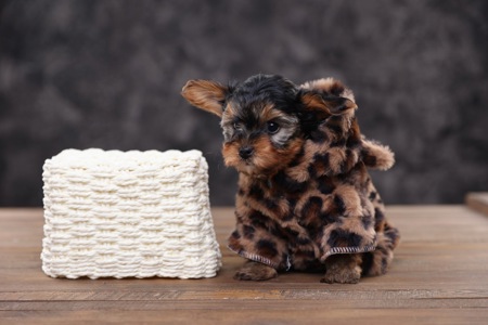 Дуже милі дітки йорки