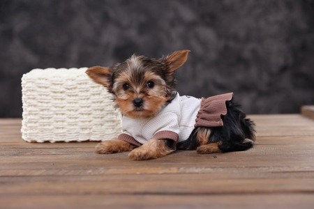 Дуже милі дітки йорки