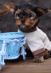 Дуже милі дітки йорки