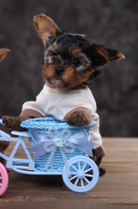 Дуже милі дітки йорки