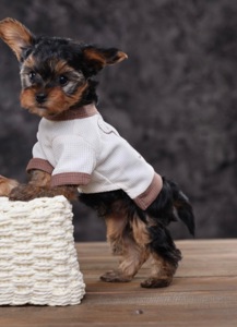 Дуже милі дітки йорки