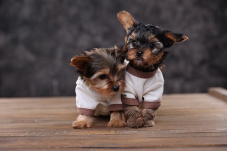 Дуже милі дітки йорки