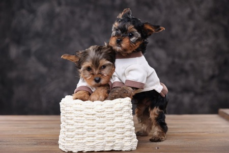 Дуже милі дітки йорки