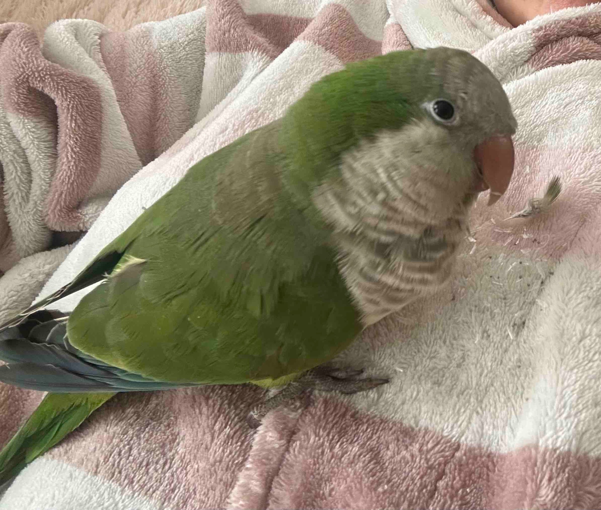 Продаю терміново папужку