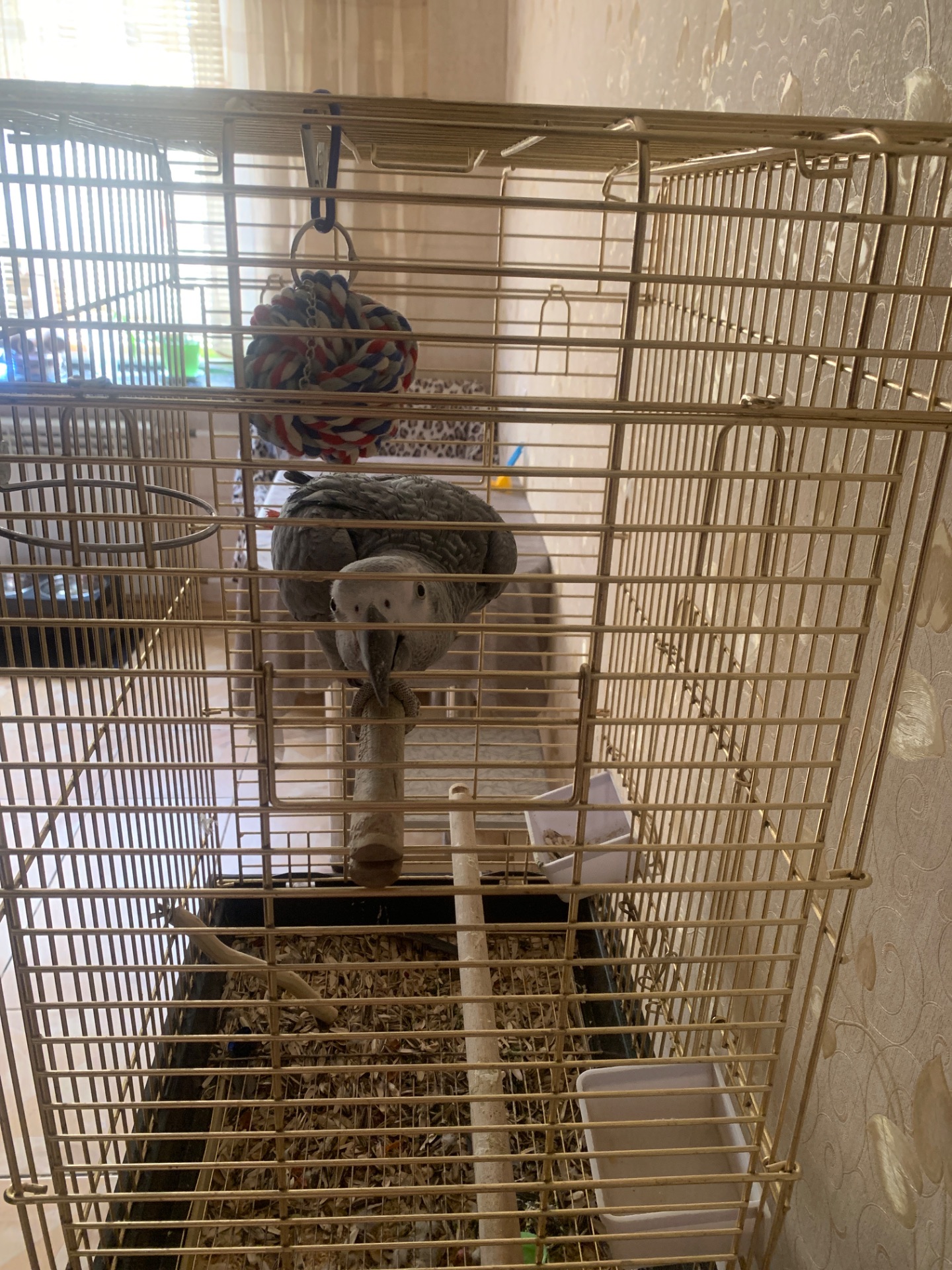 Ричи попугай