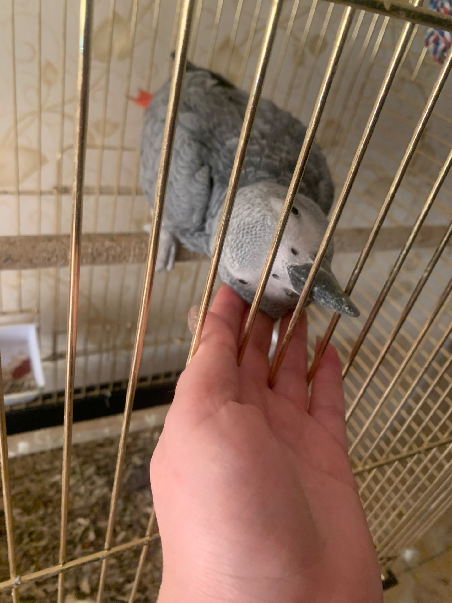 Ричи попугай