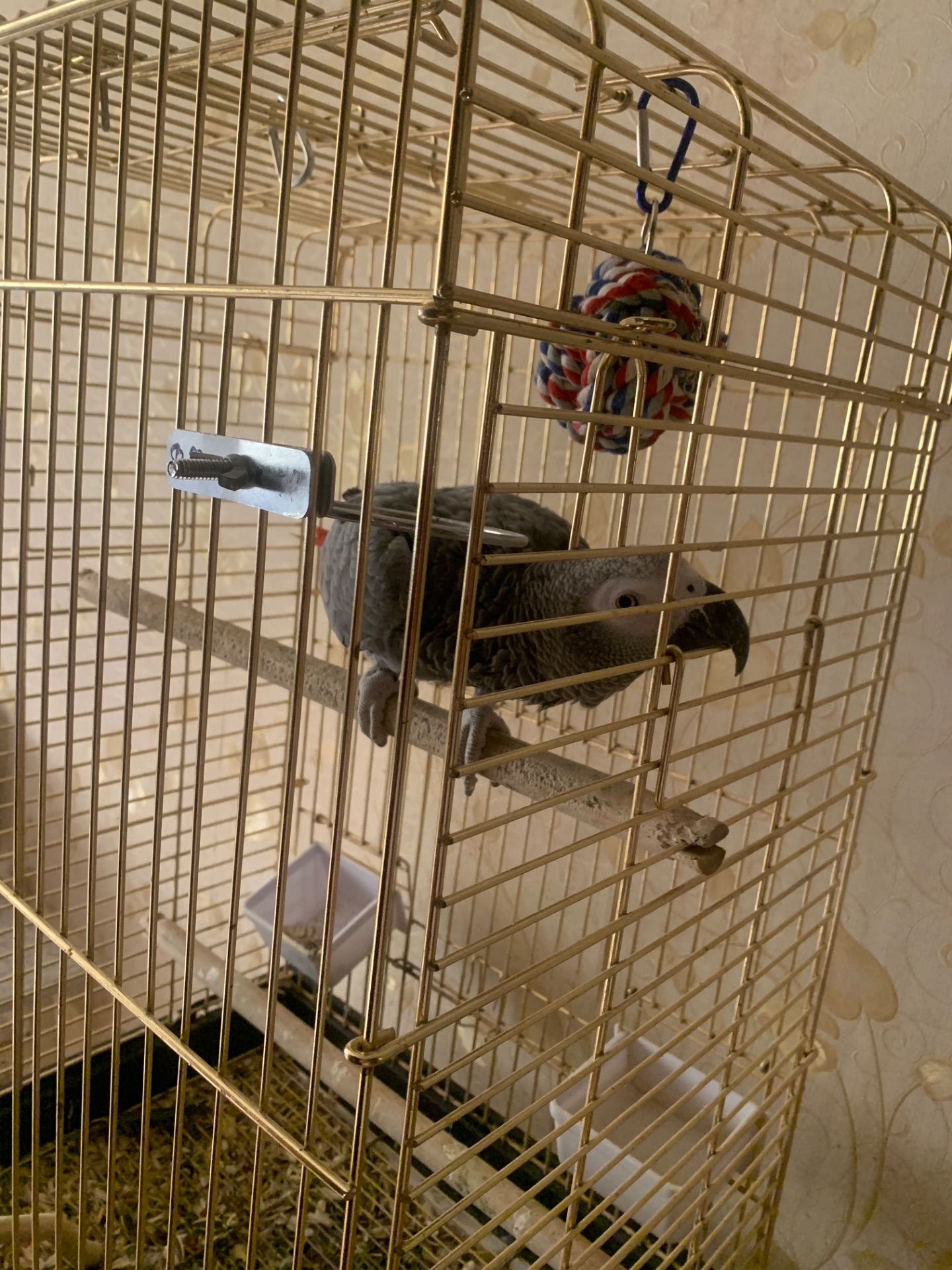 Ричи попугай