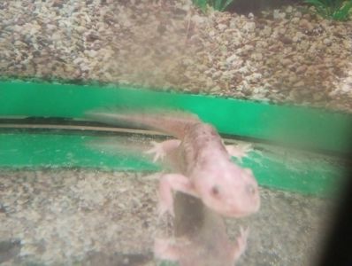 Іглистий Тритон