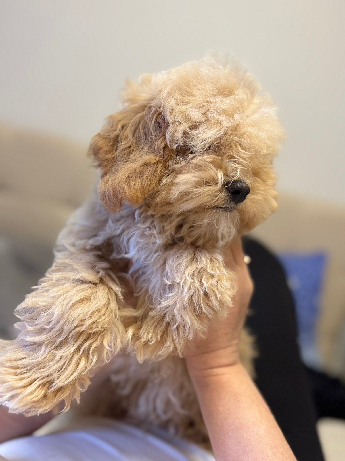 Самі топові малюки Мальтіпу