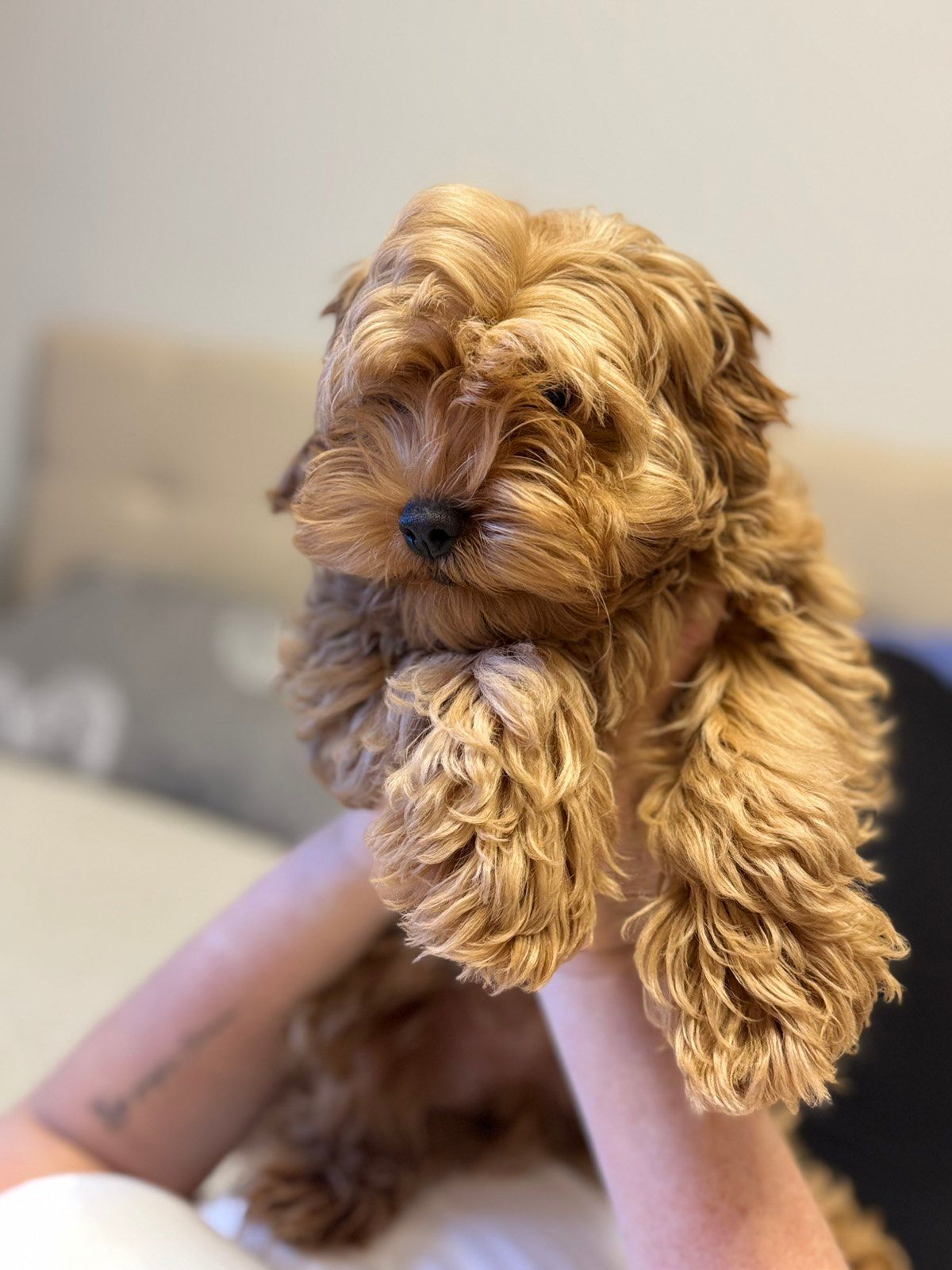 Самі топові малюки Мальтіпу