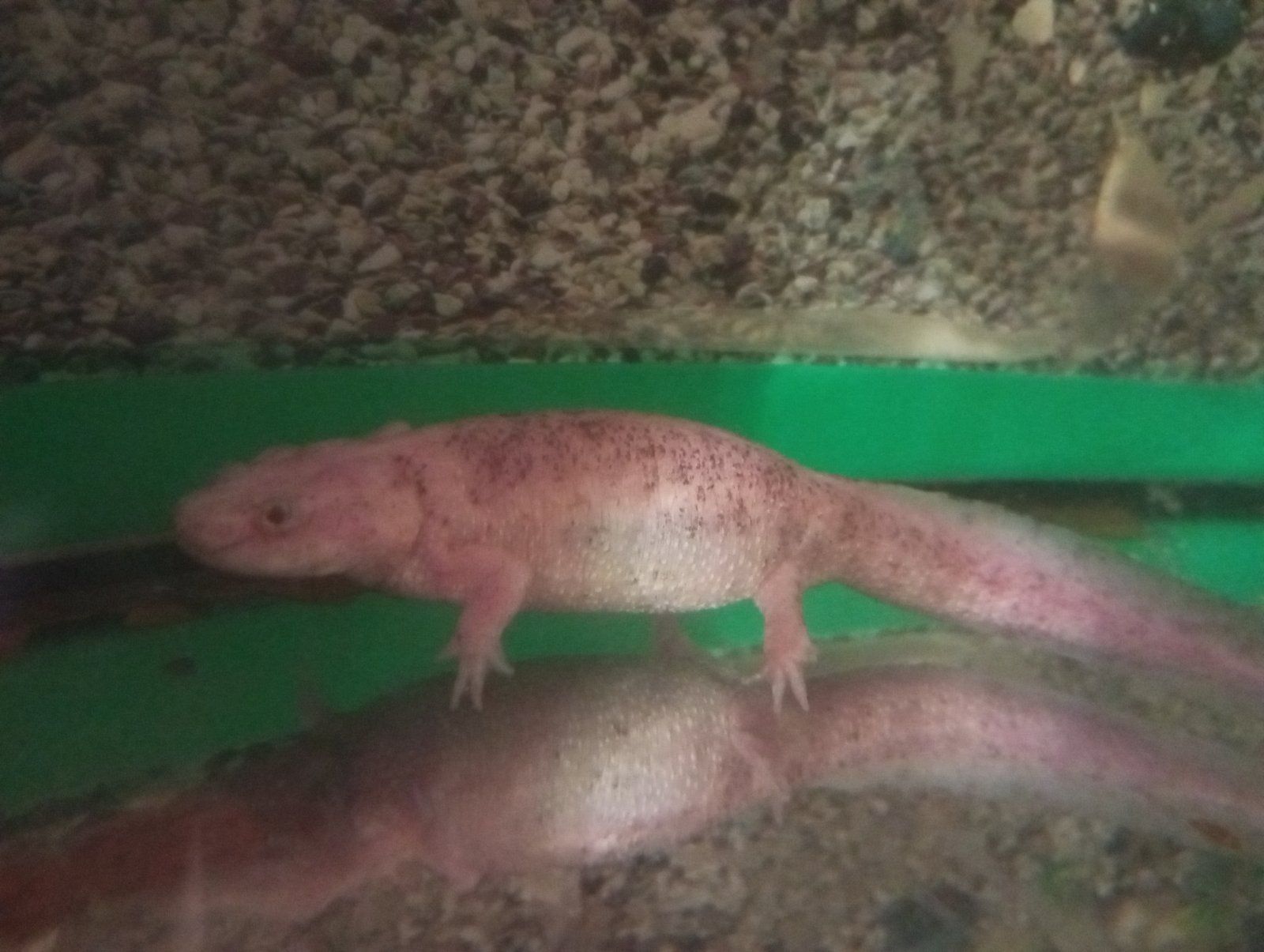 Іглистий Тритон