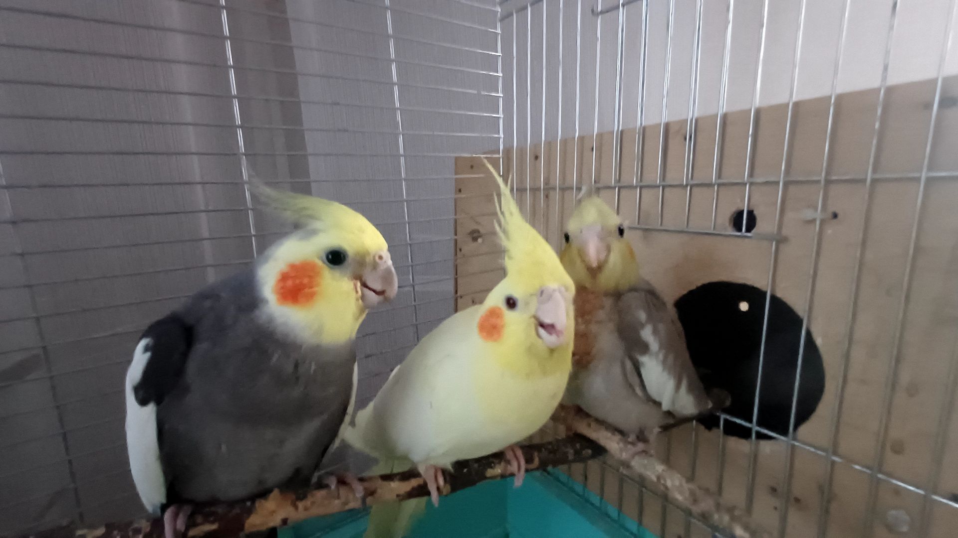 Продам пару