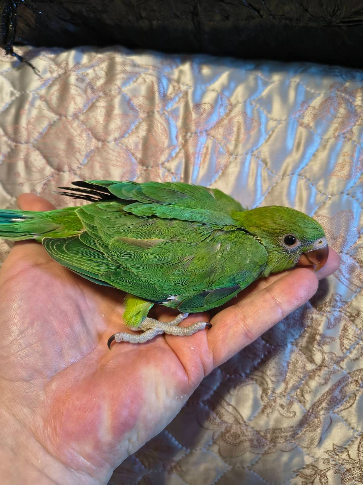 Малюки ожерелових папуг