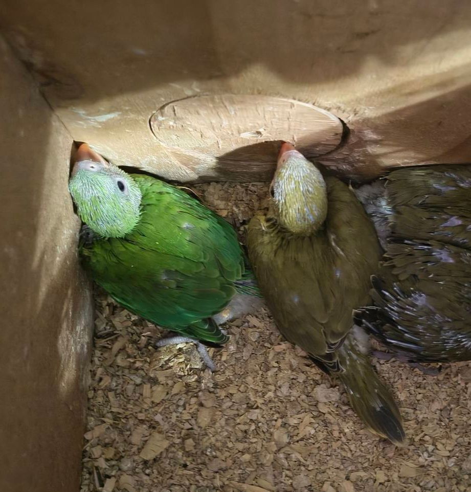 Малюки ожерелових папуг