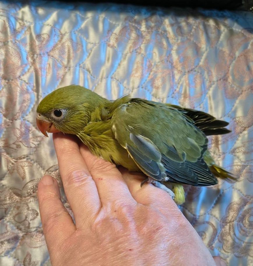 Малюки ожерелових папуг