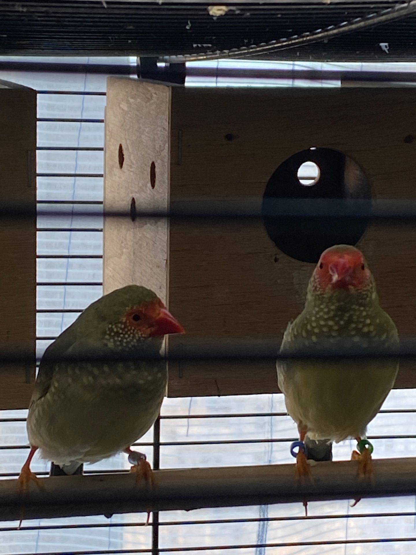 Пара тростинних астрильдів