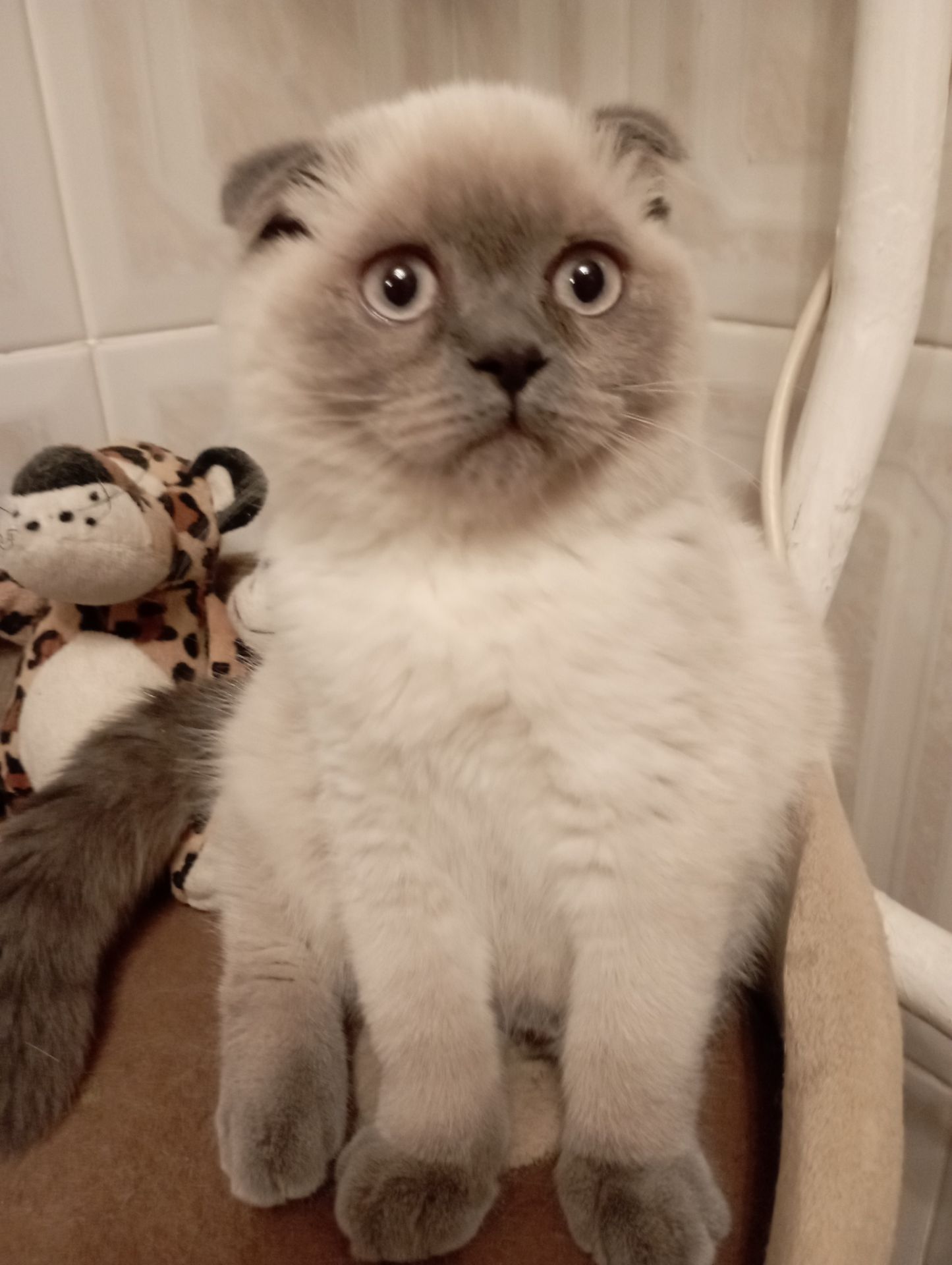 Неперевершені Красені Віслоушки Хлопак