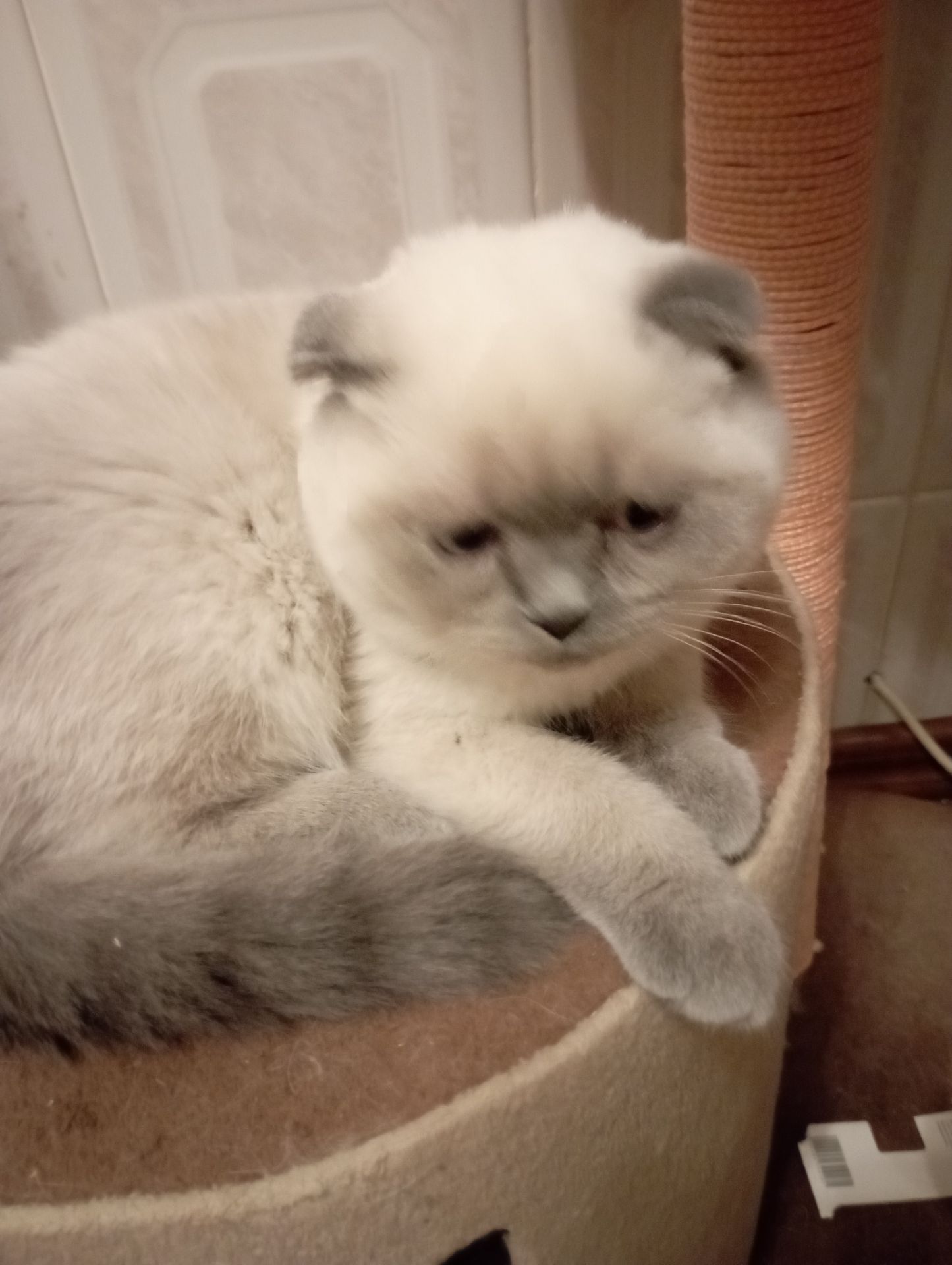 Неперевершені Красені Віслоушки Хлопак