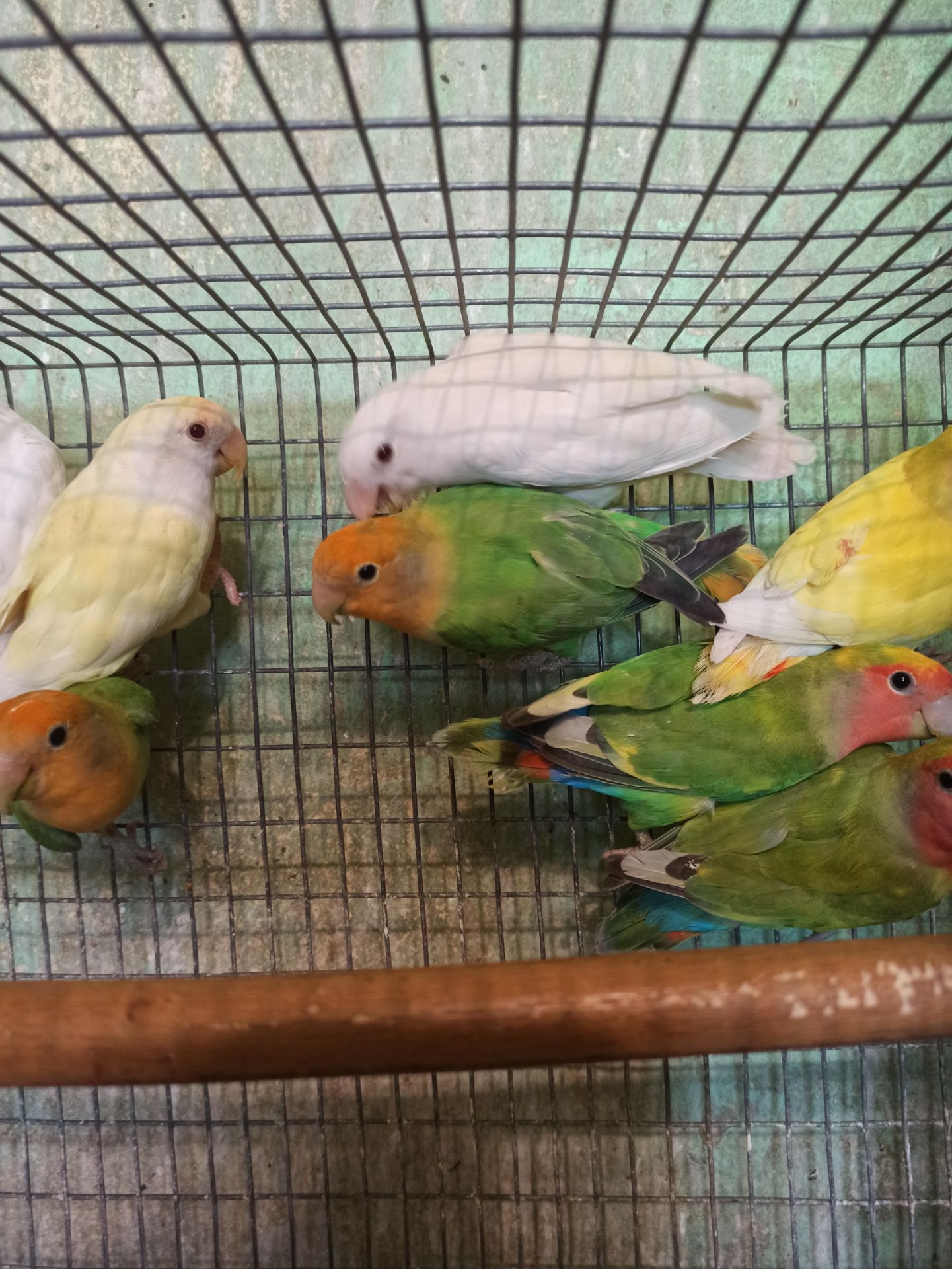 Неразлучники птенцы