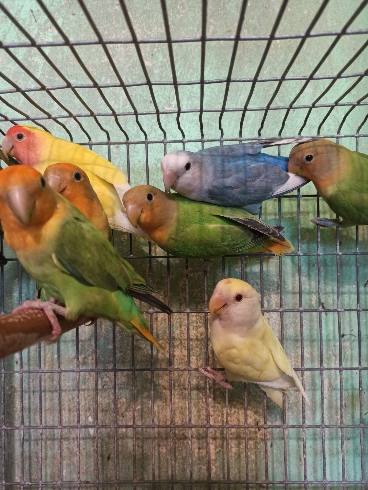 Неразлучники птенцы