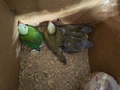 Малюки ожерелових папуг