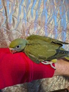 Малюки ожерелових папуг